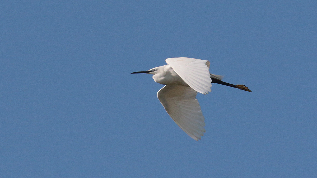 Kleine zilverreiger